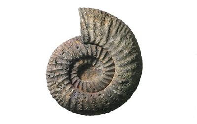 Titanites
